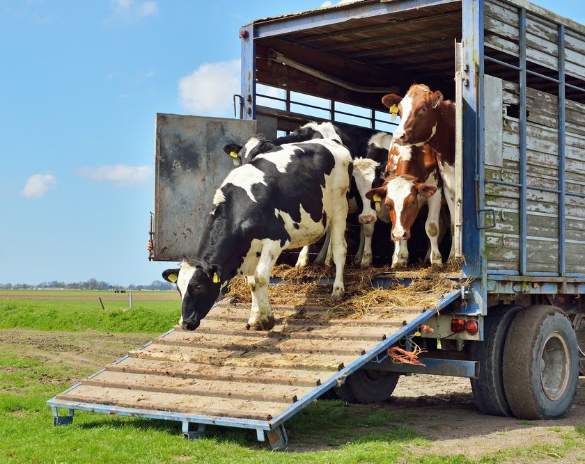 gcaw-cow-3