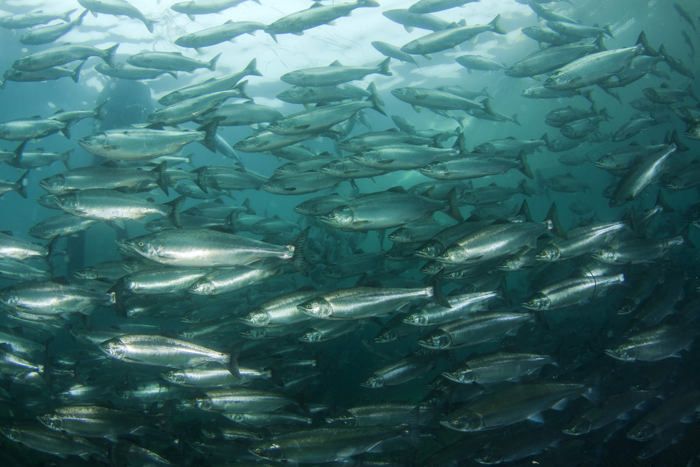 Press Release: Leading food companies form the Global Coalition for Animal Welfare