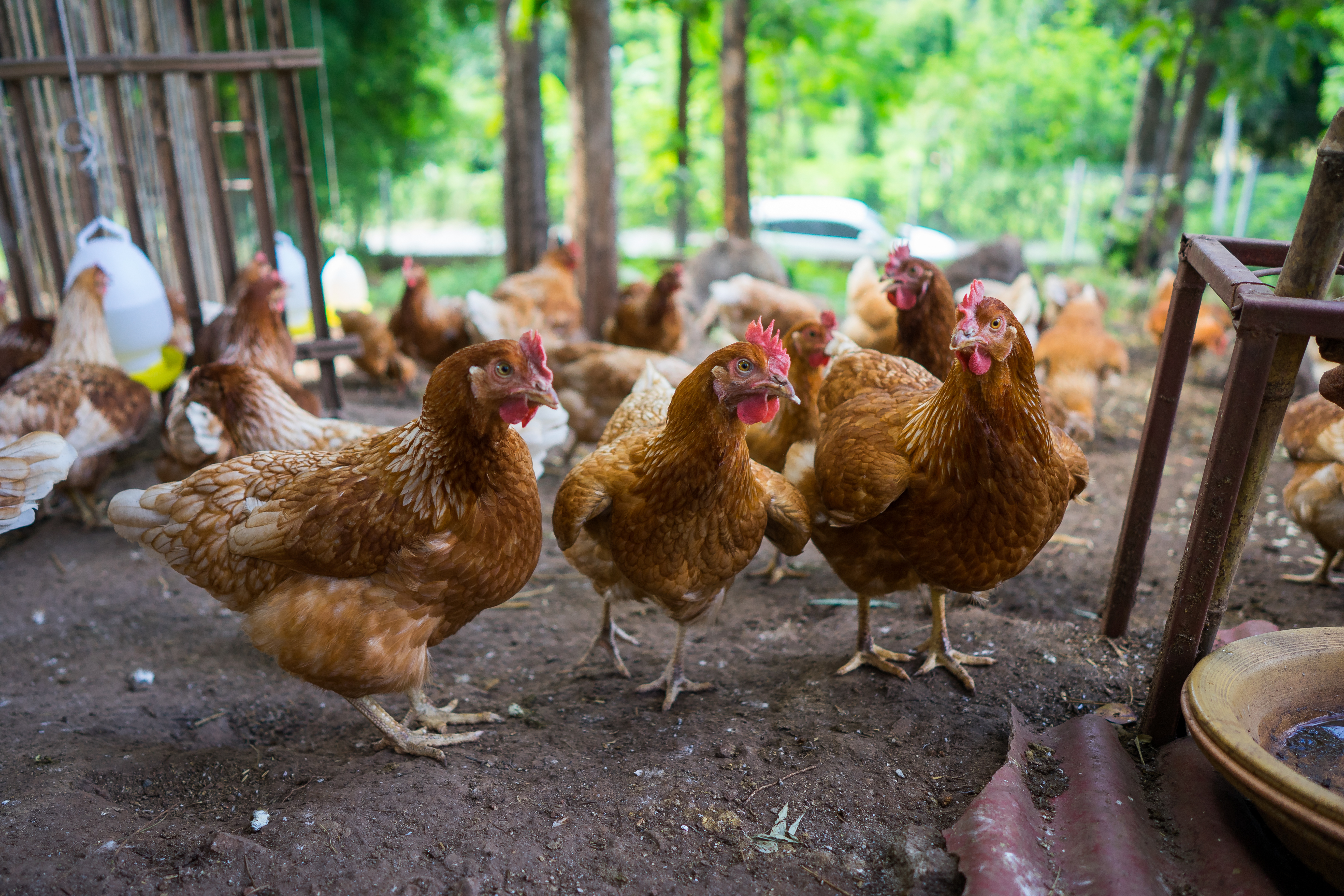 GCAW members publish progress against global cage-free egg commitments