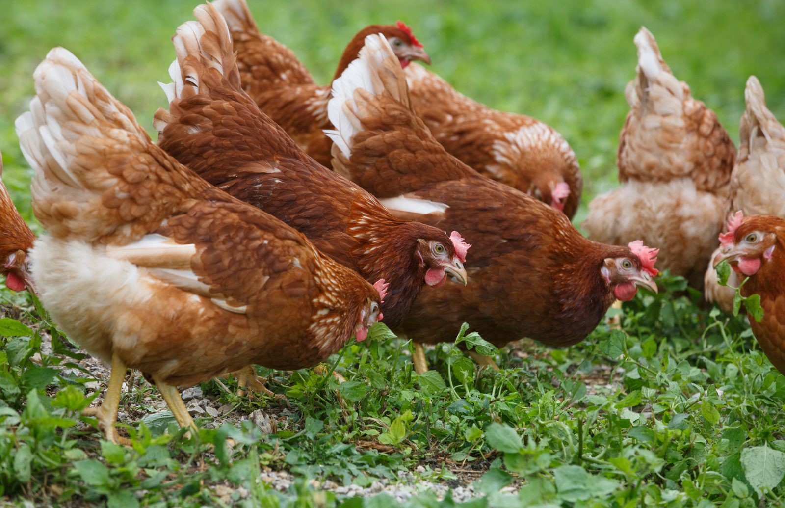 GCAW Members Publish Cage-Free Egg Progress