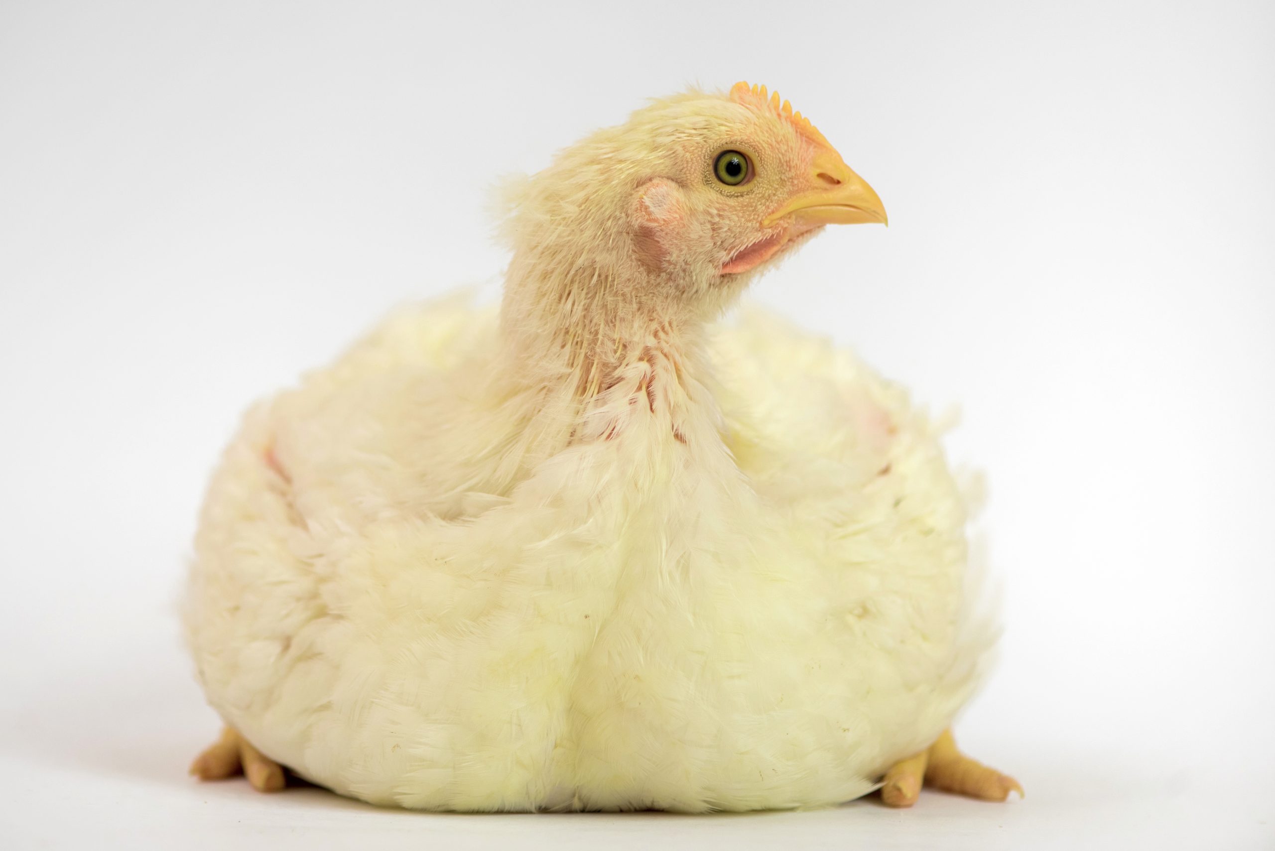 Moving the food industry towards better chicken welfare in 2021