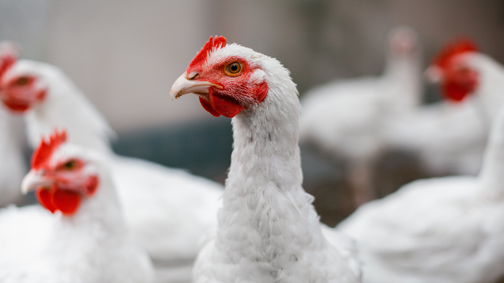 Press Release: Starbucks and 2 Sisters Food Group join the Global Coalition  for Farm Animal Welfare – GCAW
