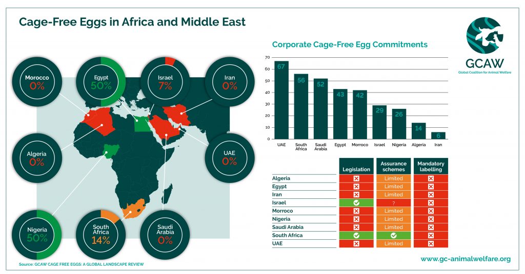 GCAW Cage-Free Eggs in Africa and Middle East - Infographic