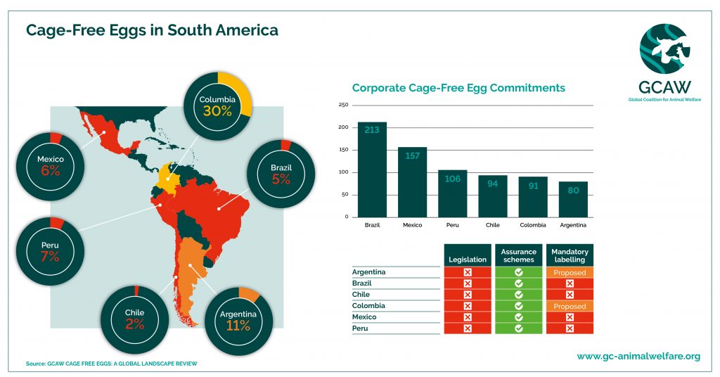 GCAW Cage-Free Eggs in South America - Infographic